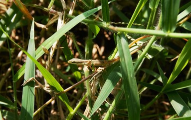 photo of Takydromus formosanus, a long-tailed lizard reptile that lives in the grass