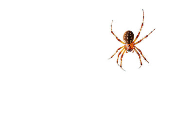 Widow spider gracefully perched against an isolated 