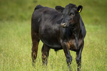 black angus steer in green grassy paddock