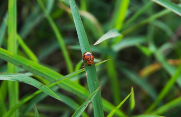photo of a beautiful ladybug perched on green grass