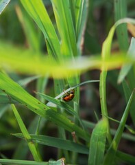 photo of a beautiful ladybug perched on green grass