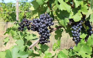 Ripe Cabernet Franc grape hanging on vine  under the sunlight at the end of summer.