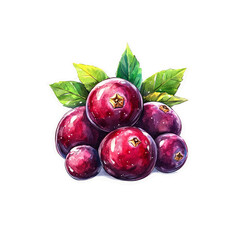 Watercolor Painting of Juicy Cranberries with Green Leaves