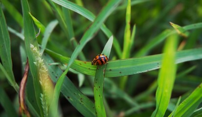 photo of a beautiful ladybug perched on green grass
