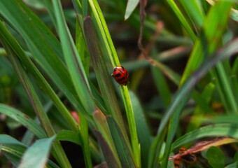 photo of a beautiful ladybug sitting on the grass