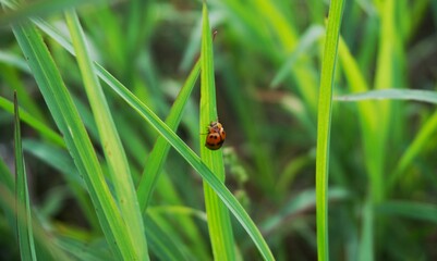 photo of a beautiful ladybug sitting on the grass