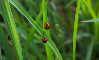 photo of a ladybug with a nice pattern and red, orange and black colors perched on the grass