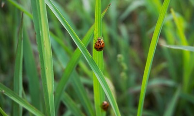 photo of a ladybug with a nice pattern and red, orange and black colors perched on the grass