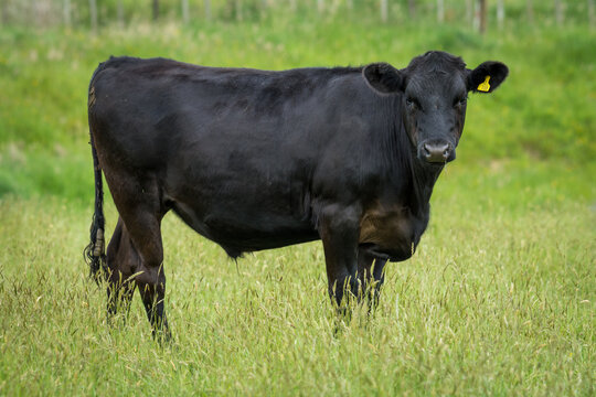 black angus steer in green grassy paddock