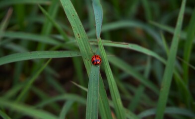 photo of Coccinella transversalis, ladybugs, ladybugs, a type of small insect with beautiful patterns and colors perched on the grass
