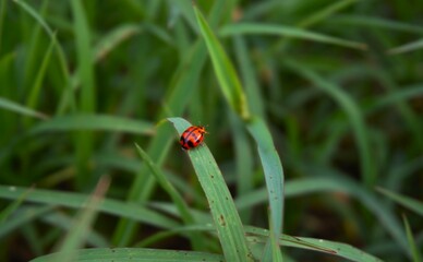 photo of Coccinella transversalis, ladybugs, ladybugs, a type of small insect with beautiful patterns and colors perched on the grass