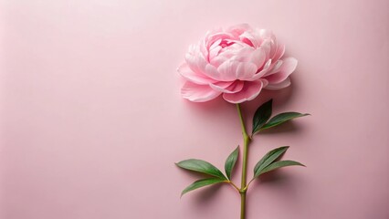 Fototapeta premium A delicate pink peony blossom with green leaves against a soft pink background, a simple and elegant floral composition.