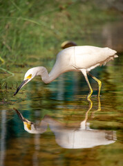 Great white heron in Playa Del Carmen, Quintana Roo, Mexico