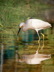 Great white heron in Playa Del Carmen, Quintana Roo, Mexico