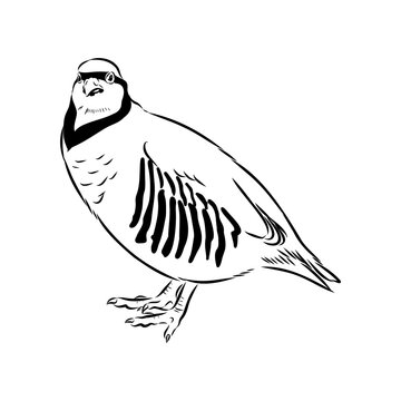 Asian partridge, vector sketch, chukar