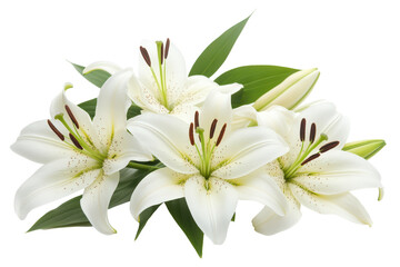 Fototapeta premium Beautiful white lilies bloom in a vibrant garden during springtime renewal