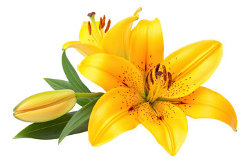 Obraz premium Bright yellow lily blooms in a serene garden during the spring season