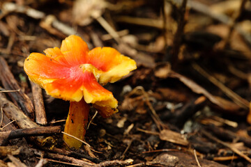 Conical waxy cap mushroom in fall within Pike Lake Unit, Kettle Moraine State Forest, Hartford, Wisconsin