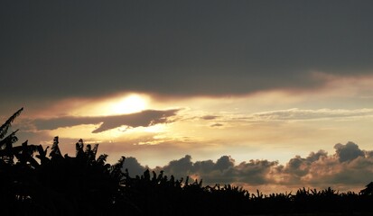Obraz premium photo of a clear afternoon sky, evening sunset with clouds and yellow sky and silhouettes of plants