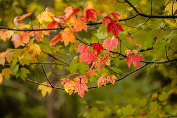 Maple leaves changing colors in fall within Pike Lake Unit, Kettle Moraine State Forest, Hartford, Wisconsin