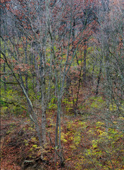 722-30 November Forest