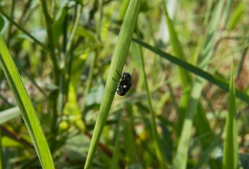 photo of green flies, (Calliphoridae) perched on green leaves