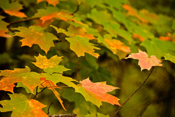 Maple leaves changing colors in fall, side view within Pike Lake Unit, Kettle Moraine State Forest, Hartford, Wisconsin