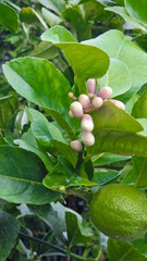 Lemon tree blossom growing with green leaves and unripe fruit