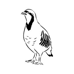 Asian partridge, vector sketch, chukar