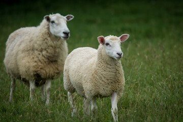 mother sheep and her lambs in lush green grassy field