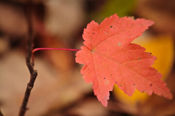 Autumn maple and aspen leaf on ground within Pike Lake Unit, Kettle Moraine State Forest, Hartford, Wisconsin