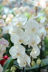 Beautiful white orchid flowers with a light background 