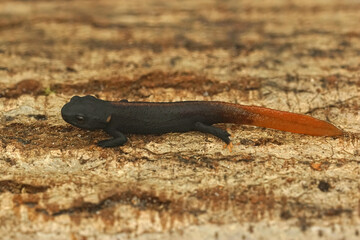 Closeup on a fresh metamorphosed juvenile of the cryptic and endangered Tiannan Crocodile Newt, Tylototriton yangi