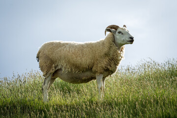 Sheep with horns in long grass