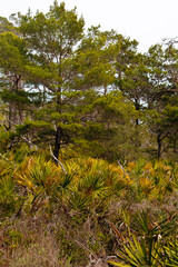 Palmettos in a field alongside pine trees within Topsail Hill Preserve State Park, Santa Rosa Beach, Florida