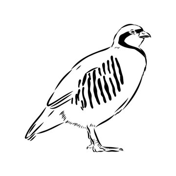 Asian partridge, vector sketch, chukar