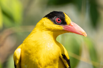 The black-naped oriole (Oriolus chinensis) is a passerine bird in the oriole family that is found in many parts of Asia