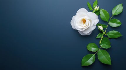Fototapeta premium Single white winter rose on a plain background, creating a minimalist winter aesthetic with soft elegance