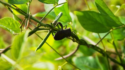 Squash bugs that land on creeping plants with green leaves