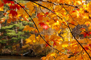Maple leaves, changing colors from green to yellow and red, under the shadows of the nearby trees along the Manitowish River shoreline near Boulder Junction, Wisconsin in mid-October