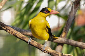 The black-naped oriole (Oriolus chinensis) is a passerine bird in the oriole family that is found in many parts of Asia