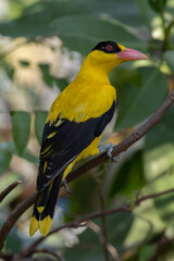 The black-naped oriole (Oriolus chinensis) is a passerine bird in the oriole family that is found in many parts of Asia