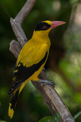 The black-naped oriole (Oriolus chinensis) is a passerine bird in the oriole family that is found...