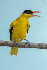 The black-naped oriole (Oriolus chinensis) is a passerine bird in the oriole family that is found in many parts of Asia