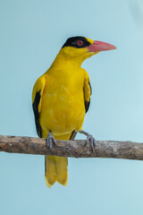 The black-naped oriole (Oriolus chinensis) is a passerine bird in the oriole family that is found in many parts of Asia
