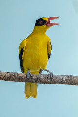 The black-naped oriole (Oriolus chinensis) is a passerine bird in the oriole family that is found in many parts of Asia