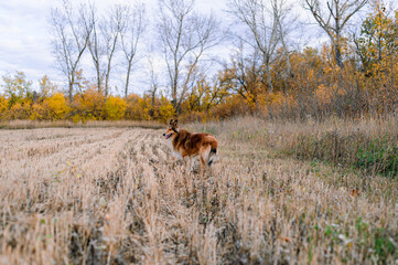 Naklejka premium horse in the field