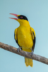 The black-naped oriole (Oriolus chinensis) is a passerine bird in the oriole family that is found in many parts of Asia