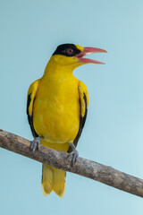 The black-naped oriole (Oriolus chinensis) is a passerine bird in the oriole family that is found in many parts of Asia