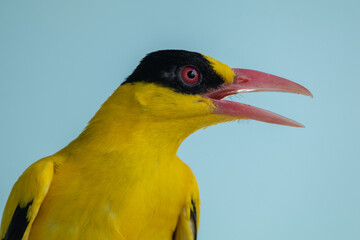 The black-naped oriole (Oriolus chinensis) is a passerine bird in the oriole family that is found in many parts of Asia